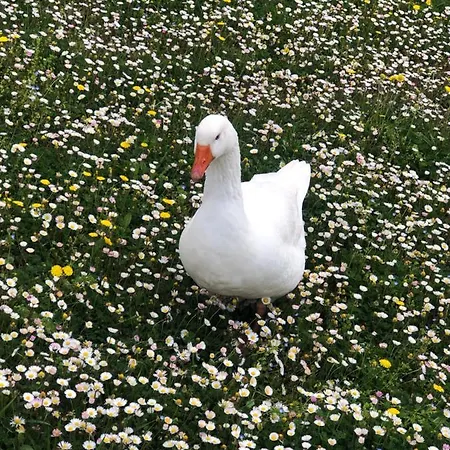 Il Pungitopo *
