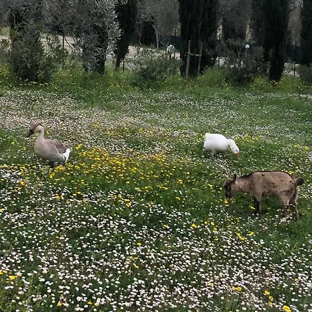 Il Pungitopo